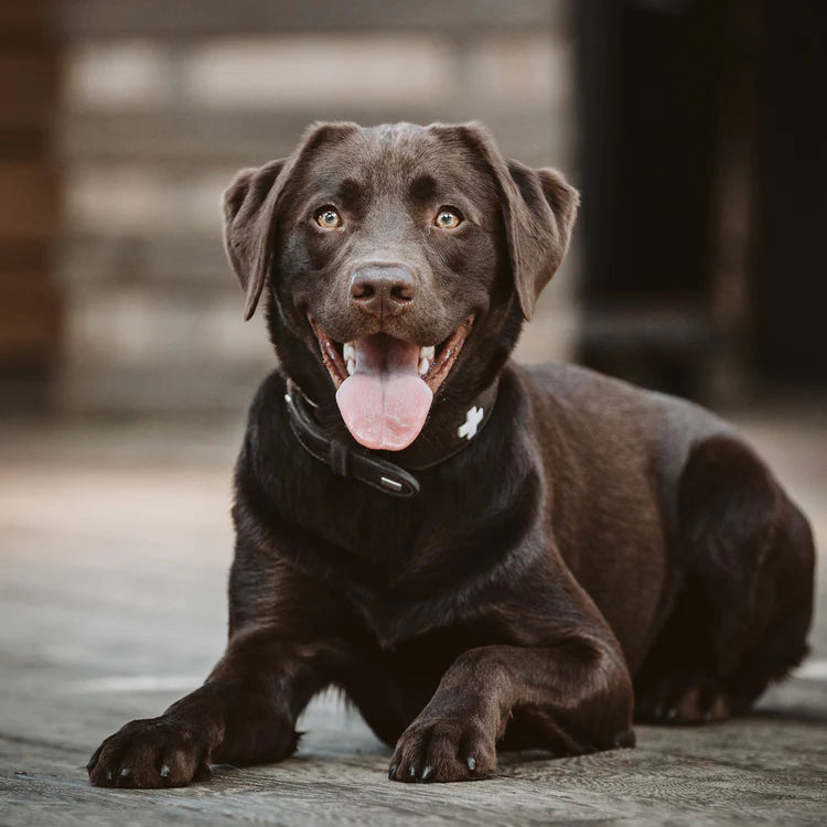 Labrador Aaron aus dem Dogscan-Hundeteam