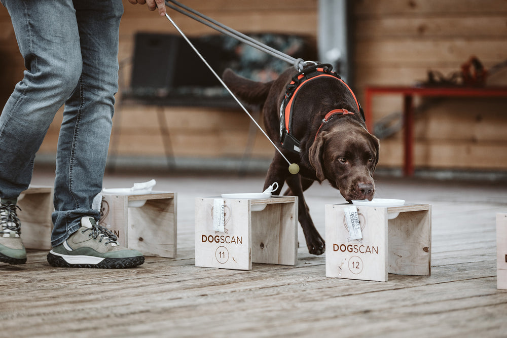 Ein Spürhund prüft an der Dogscan-Station in Erkelenz nummerierte Probenboxen