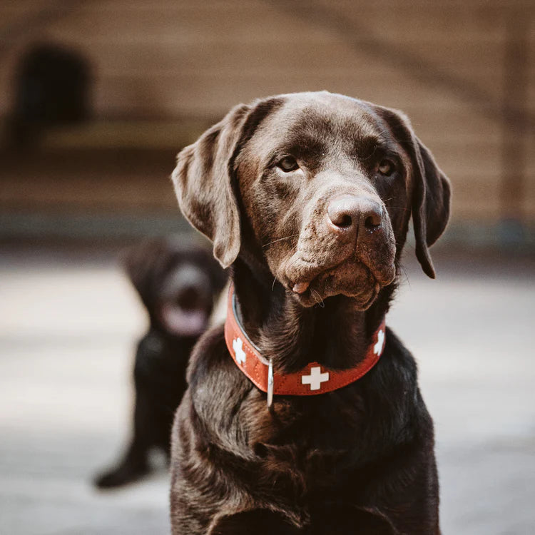 Spürhund Loki