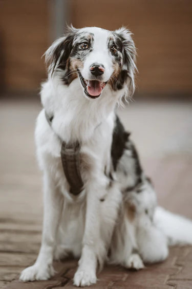 Spürhund Lu